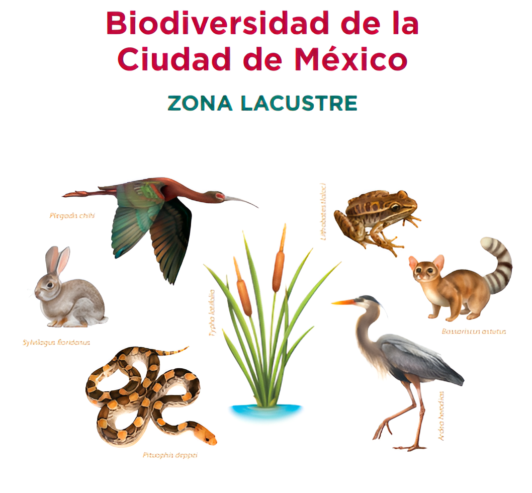 Juego de memorama educativo para imprimir